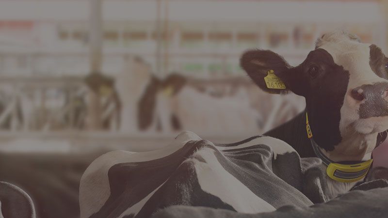 Nedap-header-grey